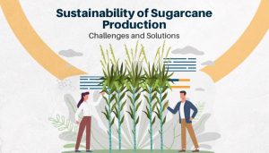 Sustainability of Sugarcane Production: Challenges and Solutions